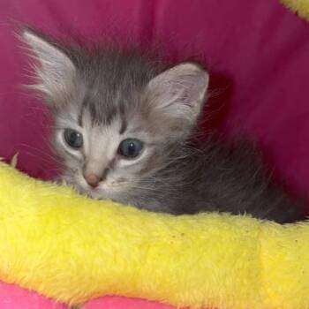 Darla -  Domestic Short Hair Cat for Adoption in Tucson, Arizona - Darla | PetCurious
