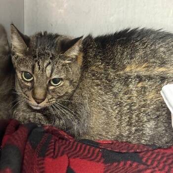 Domestic Short Hair Cats Available for Adoption in New York, New York - Lily | PetCurious