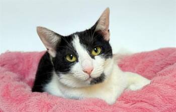 Domestic Short Hair Cats Available for Adoption in Fort Lauderdale, Florida - MISTY | PetCurious