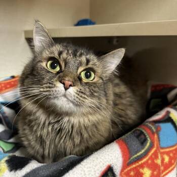 Baby -  Domestic Medium Hair Cat for Adoption in Spokane, Washington - Baby | PetCurious