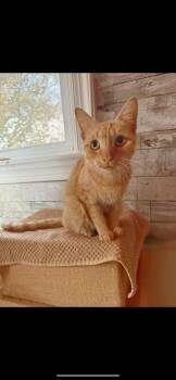 Rescue Domestic Short Hair Cats for Adoption in West Lawn, Pennsylvania - Goldy | PetCurious