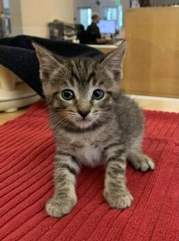 Spring Roll -  Domestic Short Hair Cat for Adoption in Santa Rosa, California - Spring Roll | PetCurious