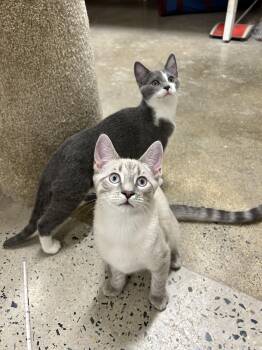Rescue Domestic Short Hair Cats for Adoption in Edgewood, Maryland - Mariska & Liv | PetCurious
