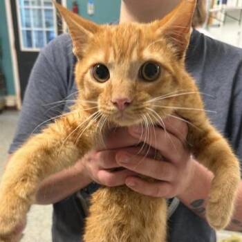 Monster Ops -  Domestic Short Hair Cat for Adoption in Fredericksburg, Virginia - Monster Ops | PetCurious