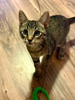 Jeodore -  Domestic Short Hair and Tabby Cat for Adoption in Denver, Colorado - Jeodore | PetCurious