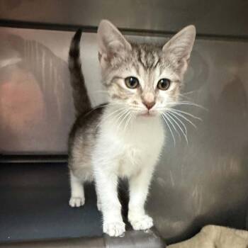 Hilton -  Domestic Short Hair Cat for Adoption in Candler, North Carolina - Hilton | PetCurious