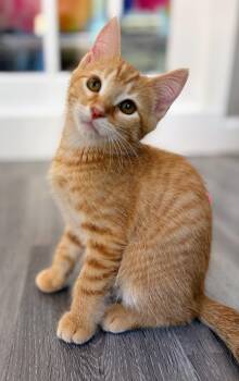 Cheeto -  Domestic Short Hair Cat Available for Adoption in Reston, Virginia - Cheeto | PetCurious