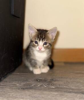 Domestic Short Hair Cats Available for Adoption - Aloe | PetCurious