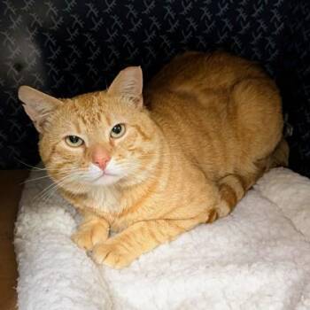 Domestic Short Hair Cats Available for Adoption in Richmond, Virginia - Reggie | PetCurious