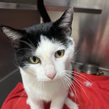 Rescue Domestic Short Hair Cats for Adoption - Figaro | PetCurious