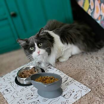 Domestic Long Hair Cats Available for Adoption in Chicago, Illinois - Sophie (bonded With Sissy) | PetCurious