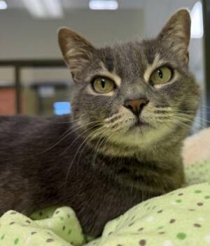 Ruby -  Domestic Short Hair Cat for Adoption in Eugene, Oregon - Ruby | PetCurious