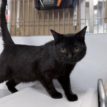 Domestic Short Hair Cats Available for Adoption - Gerald | PetCurious