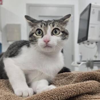 Jeremy -  Domestic Short Hair Cat Available for Adoption in Winston-salem, North Carolina - Jeremy | PetCurious