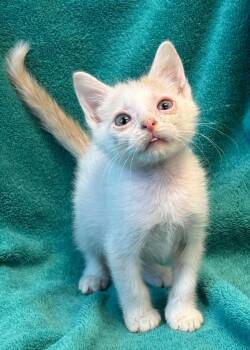 Sheets -  Domestic Short Hair Cat for Adoption in Little Rock, Arkansas - Sheets | PetCurious