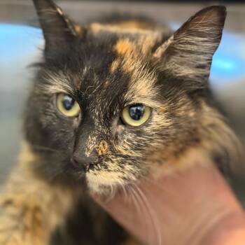 Helena -  Domestic Long Hair Cat Available for Adoption in Idaho Falls, Idaho - Helena | PetCurious