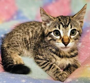 Leo - Rancho Cucamonga PetSmart -  Domestic Short Hair Cat for Adoption in Yorba Linda, California - Leo - Rancho Cucamonga PetSmart | PetCurious