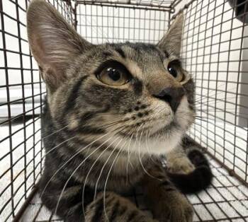 Poncho -  Domestic Short Hair Cat for Adoption in Sacramento, California - Poncho | PetCurious