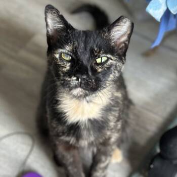 Rescue Domestic Short Hair Cats for Adoption in Medina, Ohio - Chani | PetCurious