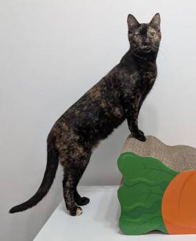 Tortoiseshell Cats Available for Adoption in Capshaw, Alabama - OLLIE | PetCurious