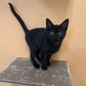 Domestic Short Hair Cats Available for Adoption in Fresno, California - Phoebe | PetCurious