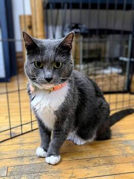 Mochi -  Domestic Short Hair Cat for Adoption in Wedgefield, South Carolina - Mochi | PetCurious