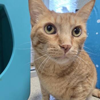 Luca -  Domestic Short Hair and Mixed Breed Cat for Adoption in Oshkosh, Wisconsin - Luca | PetCurious