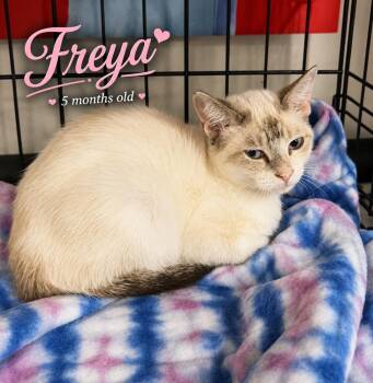 Freya -  Siamese Cat for Adoption in Casselberry, Florida - Freya | PetCurious