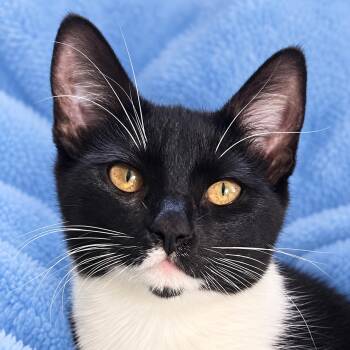 Sparkle -  Domestic Short Hair and Tuxedo Cat for Adoption in Austin, Texas - Sparkle | PetCurious