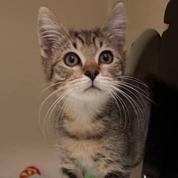 Domestic Short Hair Cats Available for Adoption - Wanda | PetCurious