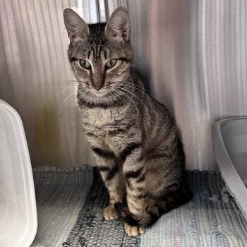 Ellie -  Domestic Short Hair Cat for Adoption in Manhattan, Kansas - Ellie | PetCurious