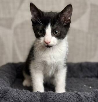 Monthy 7871 -  Domestic Short Hair Cat for Adoption in Boca Raton, Florida - Monthy 7871 | PetCurious