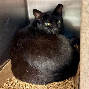Baseball -  Domestic Short Hair Cat for Adoption in Philadelphia, Pennsylvania - Baseball | PetCurious
