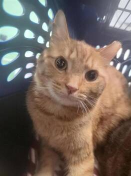 Rescue Domestic Short Hair Cats for Adoption in Largo, Florida - Jester | PetCurious