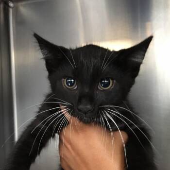 Whoppi Goldberg -  Domestic Medium Hair Cat for Adoption in Ojai, California - Whoppi Goldberg | PetCurious