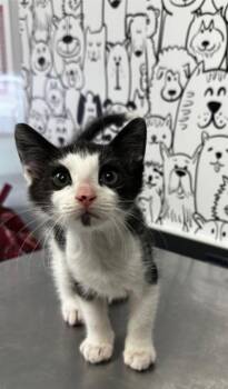 Domestic Short Hair Cats Available for Adoption in North Charleston, South Carolina - 06556B Marty | PetCurious