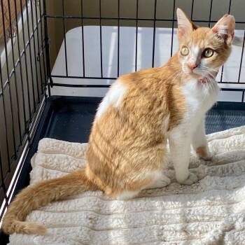 Rescue Domestic Short Hair Cats for Adoption in Los Angeles, California - Noodle | PetCurious