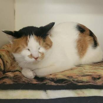 Domestic Short Hair Cats Available for Adoption in Columbia, Missouri - Barncat Buttercup | PetCurious