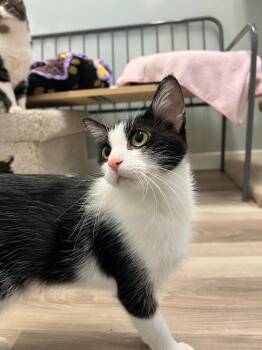Rescue Domestic Short Hair Cats for Adoption in Winnipeg, Manitoba - Kirby | PetCurious