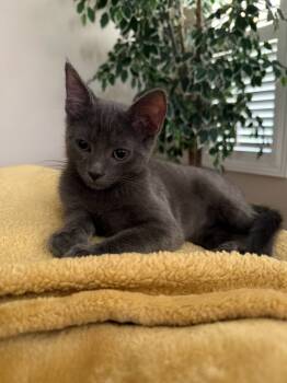 Rescue Domestic Medium Hair Cats for Adoption in Lancaster, California - Dodger | PetCurious