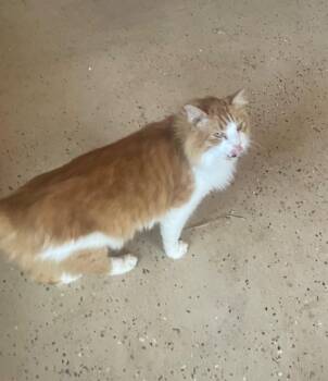 Domestic Long Hair Cats Available for Adoption in Rossville, Georgia - Cooper | PetCurious