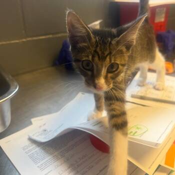 Cesar -  Domestic Short Hair Cat for Adoption in Tuscaloosa, Alabama - Cesar | PetCurious