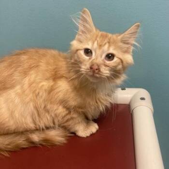Cinna -  Domestic Long Hair and Domestic Short Hair Cat for Adoption in Janesville, Wisconsin - Cinna | PetCurious