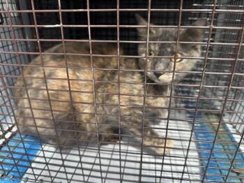 Domestic Short Hair Cats Available for Adoption - A651571 | PetCurious