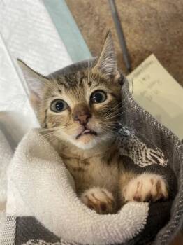BONNIE -  Domestic Short Hair Cat for Adoption in Tallahassee, Florida - BONNIE | PetCurious