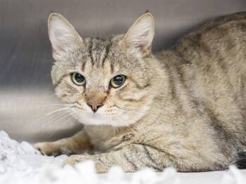 Domestic Short Hair Cats Available for Adoption in Phoenix, Arizona - ELMO | PetCurious
