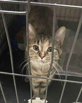 Rescue Domestic Short Hair Cats for Adoption in Anderson, Indiana - Trudy | PetCurious