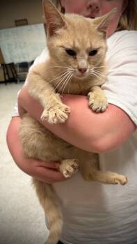 Rescue Domestic Short Hair Cats for Adoption in Fayetteville, Tennessee - Honey | PetCurious