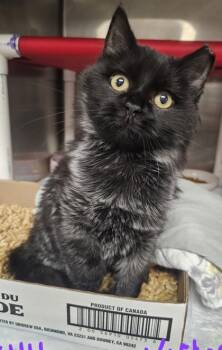 Rescue Domestic Short Hair Cats for Adoption in Cincinnati, Ohio - Victoria | PetCurious