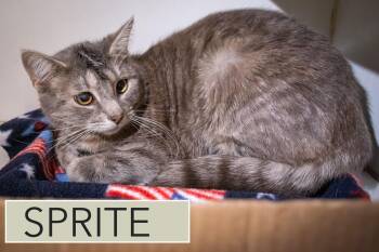 Tabby Cats Available for Adoption - Sprite (FCID# 02/05/2026 - 54 Trainer) | PetCurious